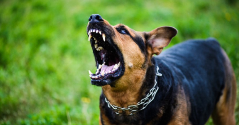 Excessive Barking - Why It Happens and How to Get Your Dog to Stop